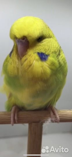 Выставочные волнистые попугаи (чехи)