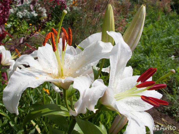 Садовые растения