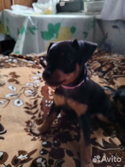 Щенок цвергпинчера