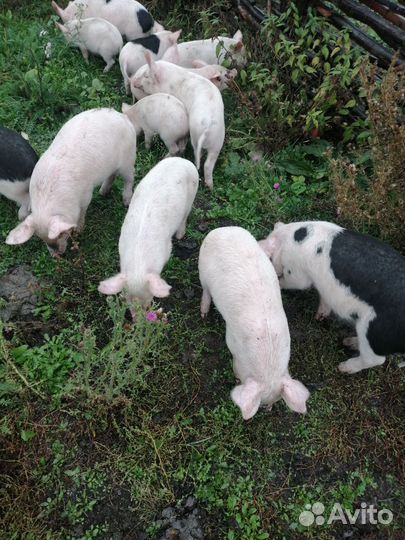 Поросята