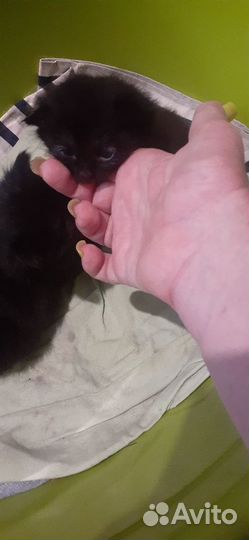 Котята в добрые руки мальчики черные