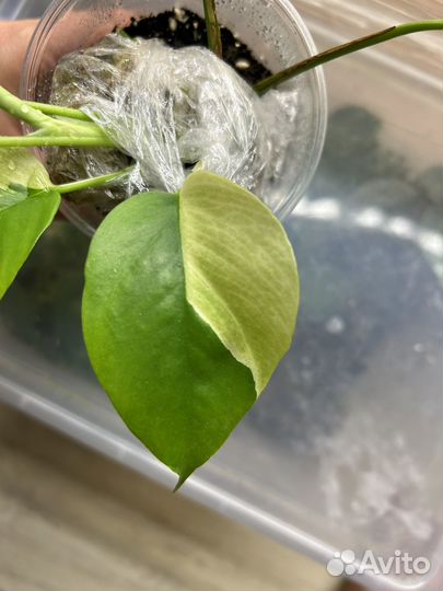 Рафидофора тетрасперма вариегатная