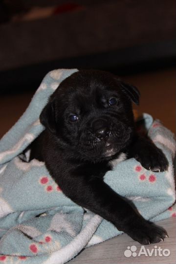 Щенки Кане Корсо