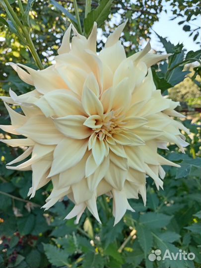 Георгины клубни