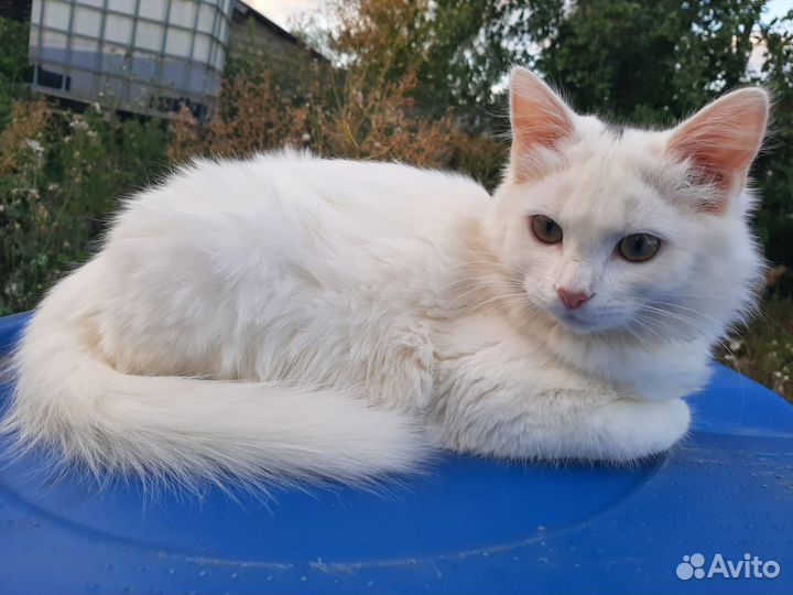 Турецкая ангора