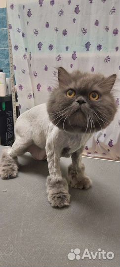Стрижка собак и кошек