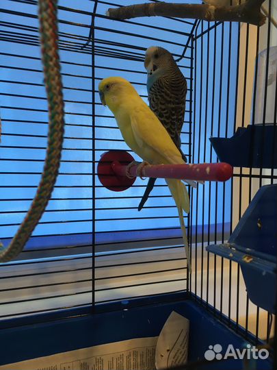 Волнистые попугаи с клеткой