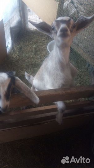 Козлята молочные