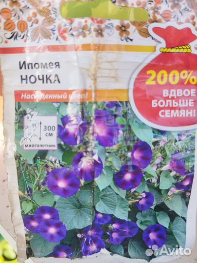 Ипомея, вьюнок