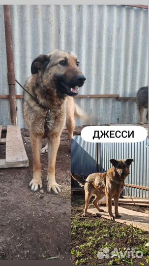 Умная девочка ищет дом