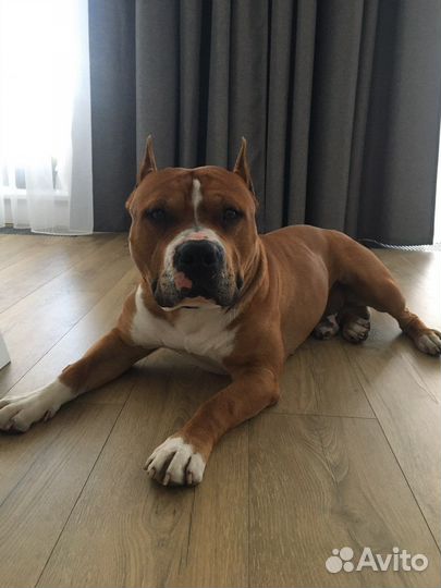 Амстафф вязка