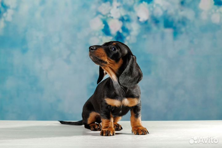 Мини таксята