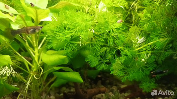 Аквариумное растение лимнофила