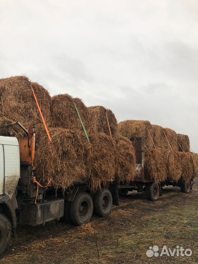 Солома гречки