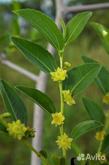 Унаби Настоящий (Зизифус) на посадку, семена