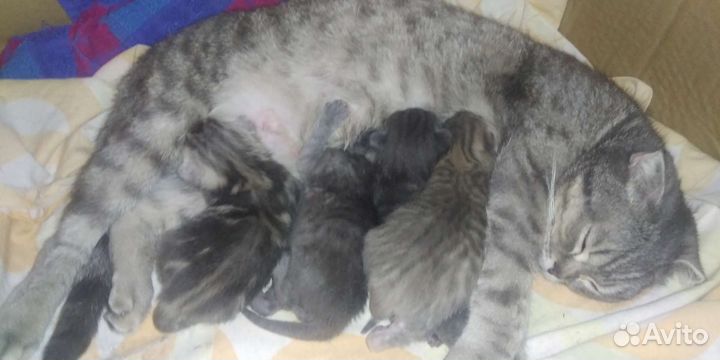 Котята британские
