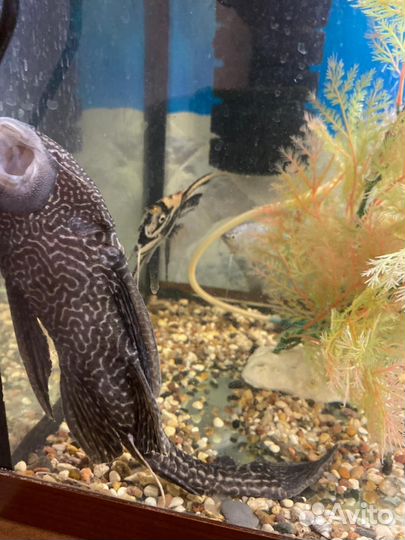 Украшение для аквариума