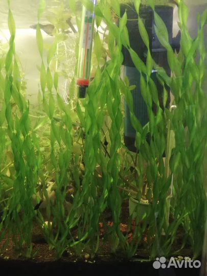 Аквариумные растения