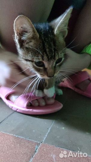 Котик в дар