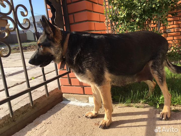 Немецкая овчарка