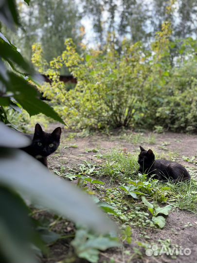 Черные котики и серые