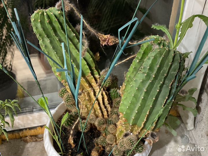 Кактус