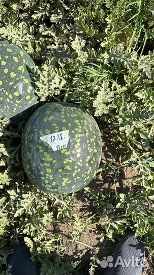 Арбуз русская березка ставропольский край