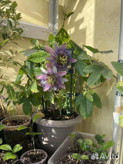 Экзотические растения (редкие и не очень )