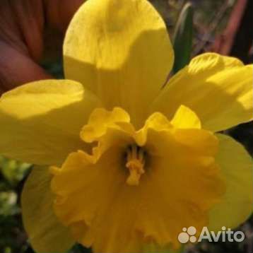 Луковицы нарциссов