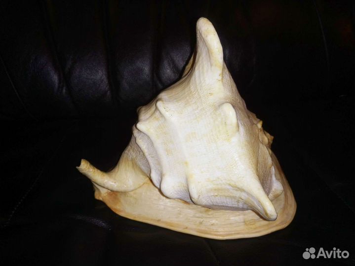 Ракушка океаническая большая