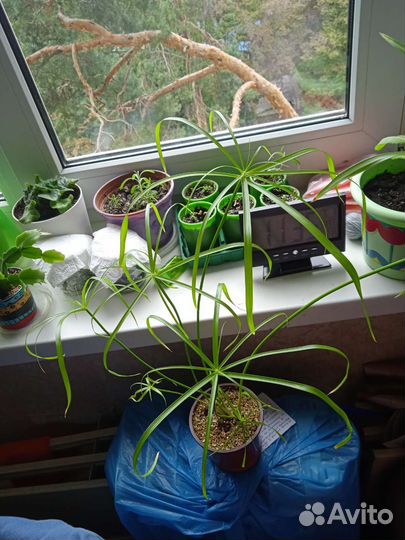 Циперус папирус