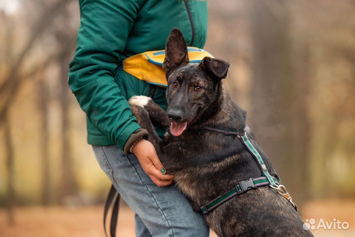 Щенок в добрые руки