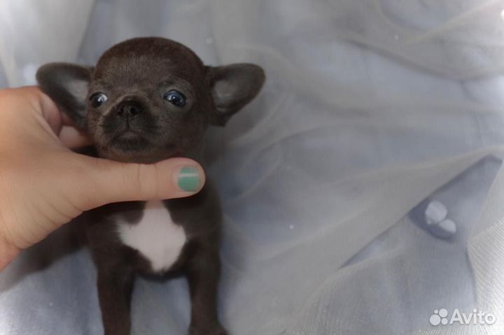 Детки Чихуахуа