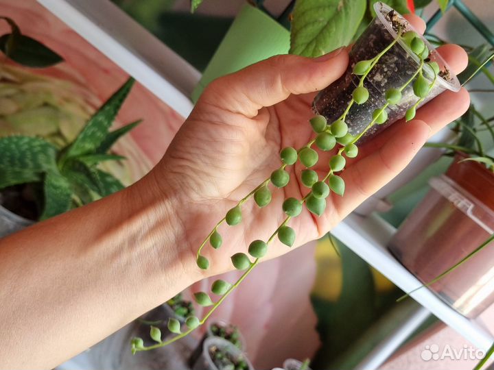 Кактус селеницереус