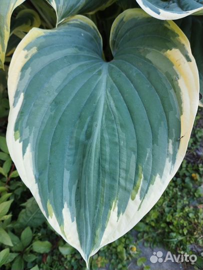 Хоста Либерти Liberty