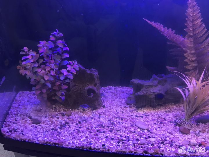 Аквариум в полном комплекте