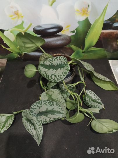 Сциндапсус Пинтус