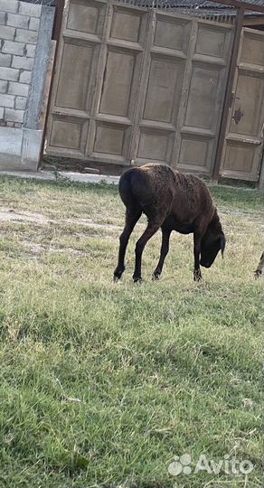 Овцы бараны