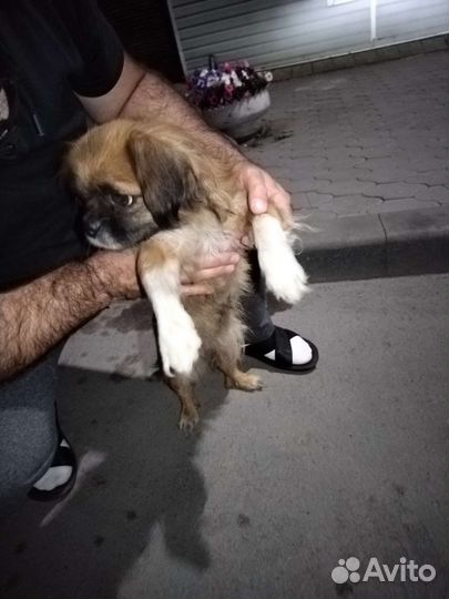 Пекинес в добрые руки