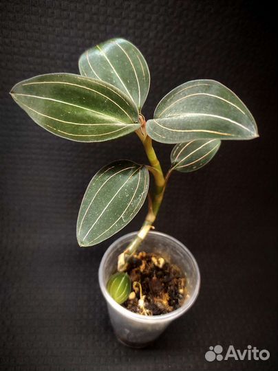 Сингониум Ред Эрроу