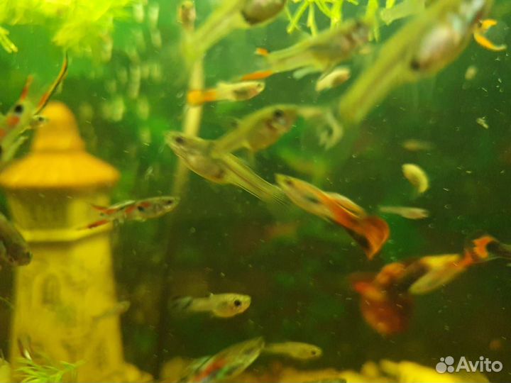 Рыбки гуппи, сомики анциструс