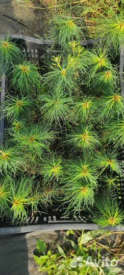 Сосна веймутова