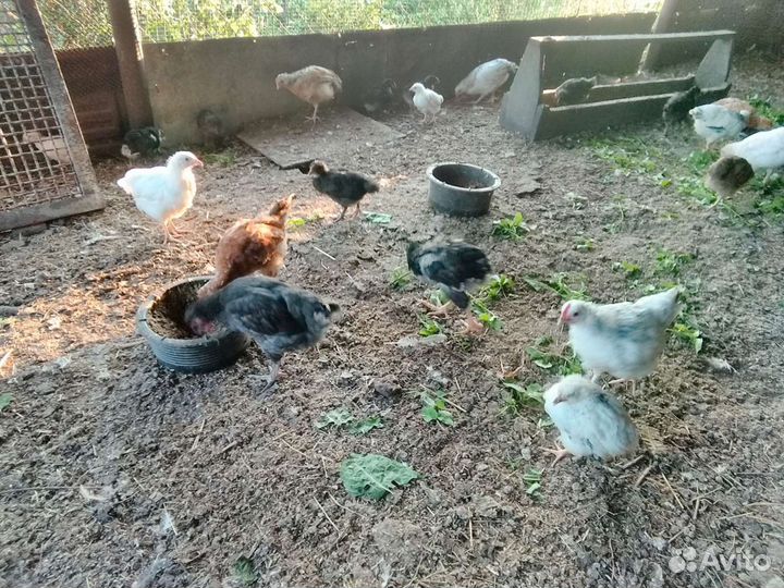 Куры цыплята
