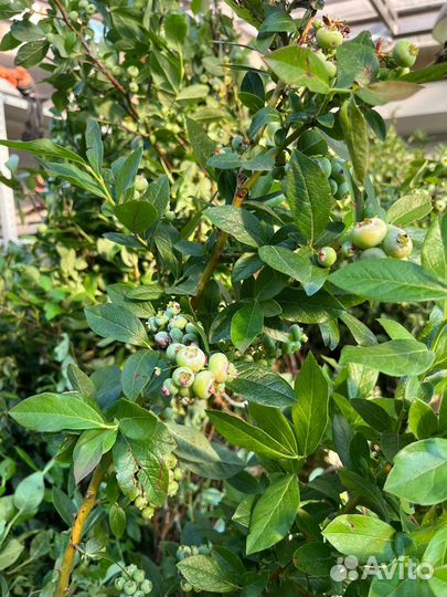 Саженцы голубики 6-7лет от 10шт