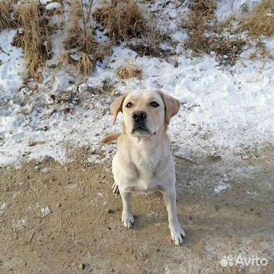 Кобель лабрадора вязка