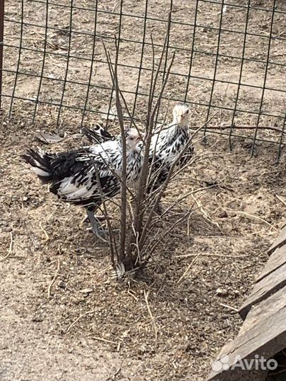 Малазийская серама