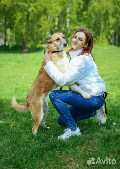 Добрая, спокойная собака грустит в приюте