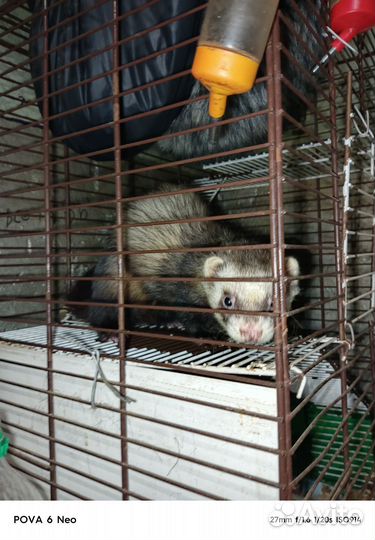 Домашний хорек