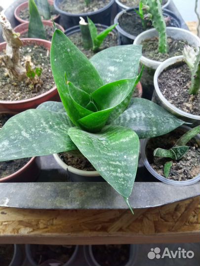 Сансевиерия