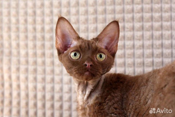 Котик Кирюша Девон-Рекс в любимцы